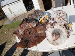 chicken health checkup table
