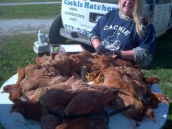 A person secures several brown chickens to a round table outside near a van labeled “Cackle Hatchery.”.
