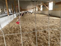 chicken breeder farm pen