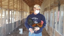 A man in a mask and gloves holds a rooster inside a long, wooden poultry barn with wire-mesh pens.
