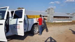 Loading Chickens in yellow crates on truck